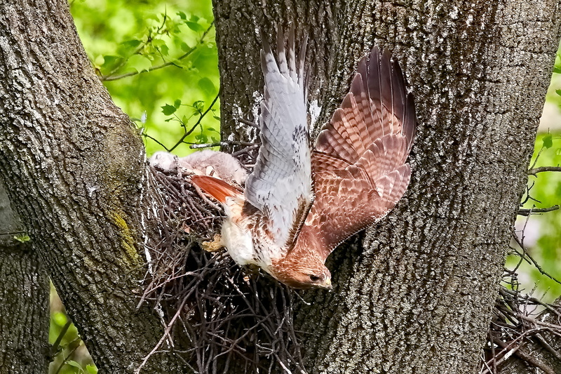 selective focus, red shoulder, bird, animal themes, wood - material, trunk, united states, babies, animal, close-up, 2K, nature, wildlife, hawk, outdoors