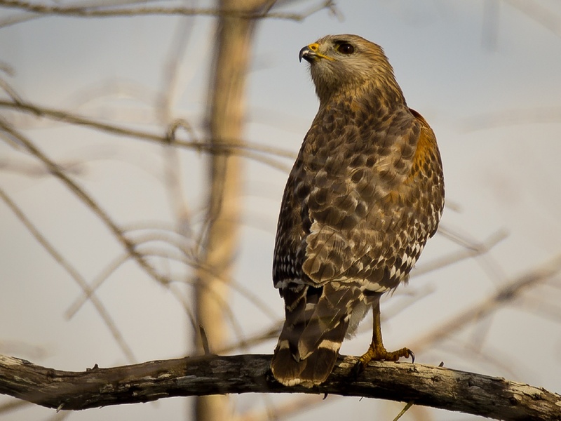 animal wildlife, bird of prey, animal themes, animal, shouldered, 1080P, falcon - bird, raptor, nature, plant, predator, focus on foreground, perching