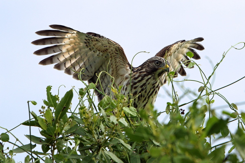 animals in the wild, grass, 1080P, portrait, vertebrate, bird of prey, perching, pine, animal wildlife, wings, day, flight, leaf, plant part, raptor, sky