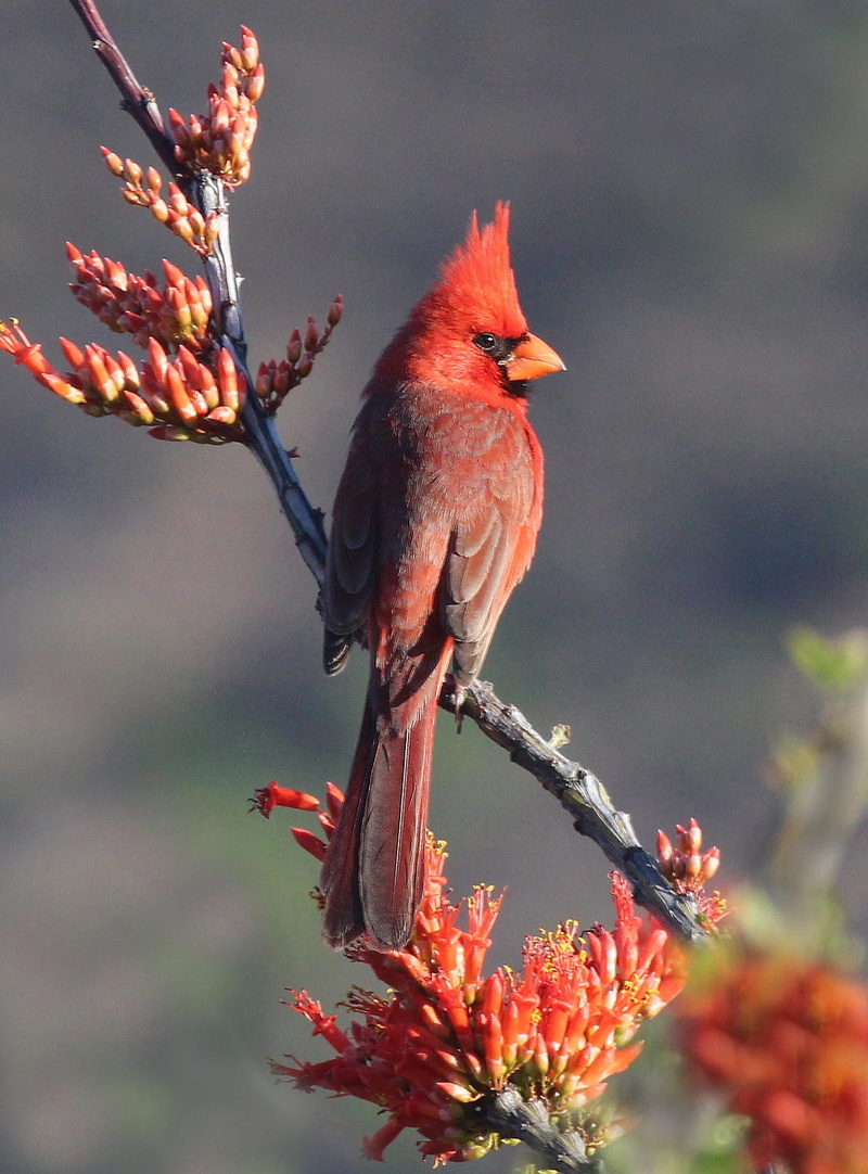 red, animals In The Wild, beauty In Nature, photography, beak, tree, cardinal - bird, animal, perching, northern, animal wildlife, nature, focus, songbird