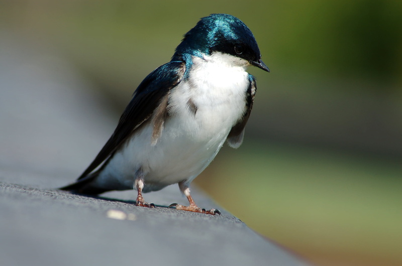 cecil, Alaska  Anchorage, asphalt, beak, bird, blue, Potters, feather, black, breasted, 1080P, nikon, up-close, tree, swallow, Gone Wild, white, ground