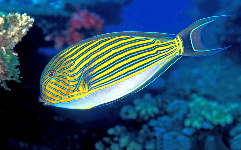4K, tropical, acanthurus, striped, phone, lineatus, reefs, laptop, surgeonfish, mobile, dekstop