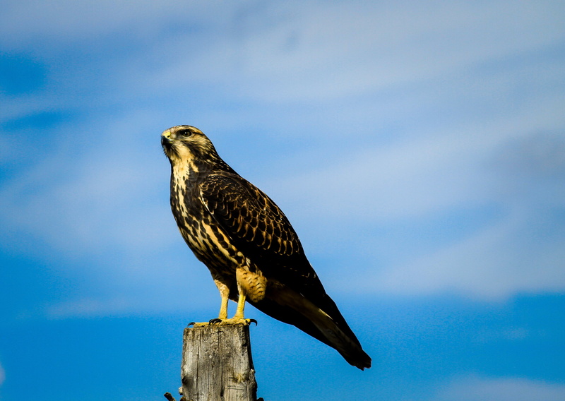 hawk - Bird, carnivore, brown, white, perched, 4K, falcon - Bird, wildlife, animals In The Wild, animal, white falcon, Buteo  Buteo, Swainsons Hawk, bird