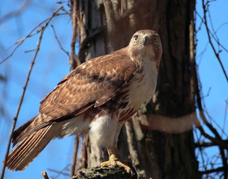 sky, animals Hunting, no people, wildlife, day, hawks, falcons, vertebrate, eagle - Bird, animal themes, animal wildlife, perching, fauna, animal, wood - material