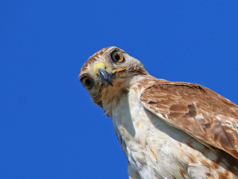 animal, 1080P, one animal, head, looking, low angle view, Red-Tailed Hawk, close, blue, predator, chickenhawk, photography, eagle, clear sky, close-up