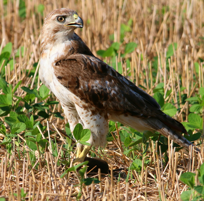 no people, animal, animal wildlife, eye, perching, red tailed hawk, close-up, bird of prey, land, buteo, vertebrate, chickenhawk, plant, grass, animal themes