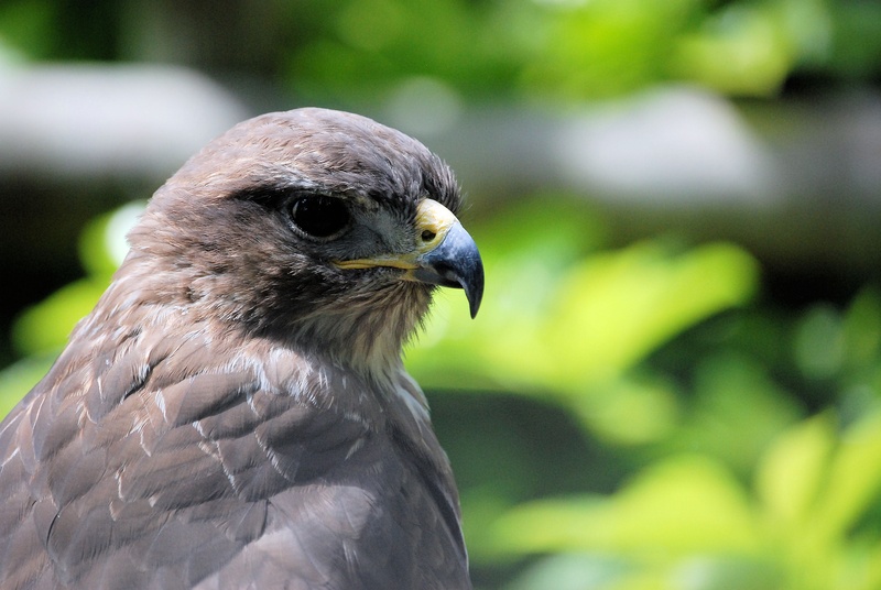 animal head, nature, buteo buteo, animal wildlife, falcon - bird, close-up, bird of prey, looking away, common buzzard, one animal, bird, predator, animals in the wild