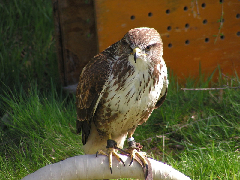animal themes, breeding raptors, vertebrate, nature, animal wildlife, bird, no people, close-up, buzzard, outdoors, training, sitting, perching, bird of prey