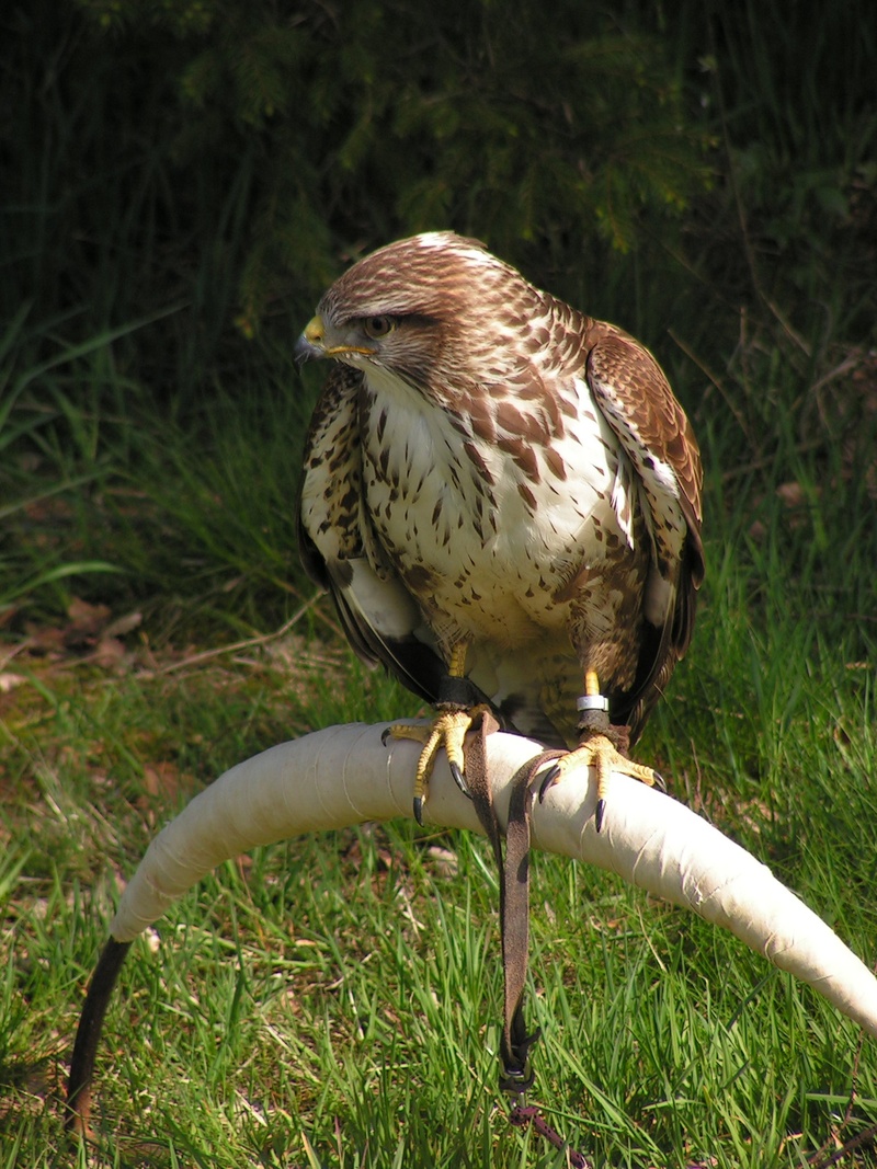 falconry, sitting, no people, one animal, close-up, grass, animal wildlife, buteo buteo, bird, land, outdoors, day, breeding raptors, full length, field