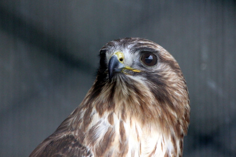 view, dark background, animal world, studio shot, animals, buzzard, bird of prey, falcon - bird, one animal, portrait, animals of russia, sarich, not man