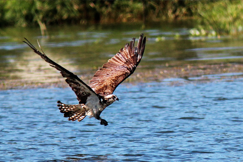 one animal, day, vertebrate, wings, wildlife, no people, animals in the wild, attack, buteo, waterfront, animal, outdoors, nature, mid-air, water, lake