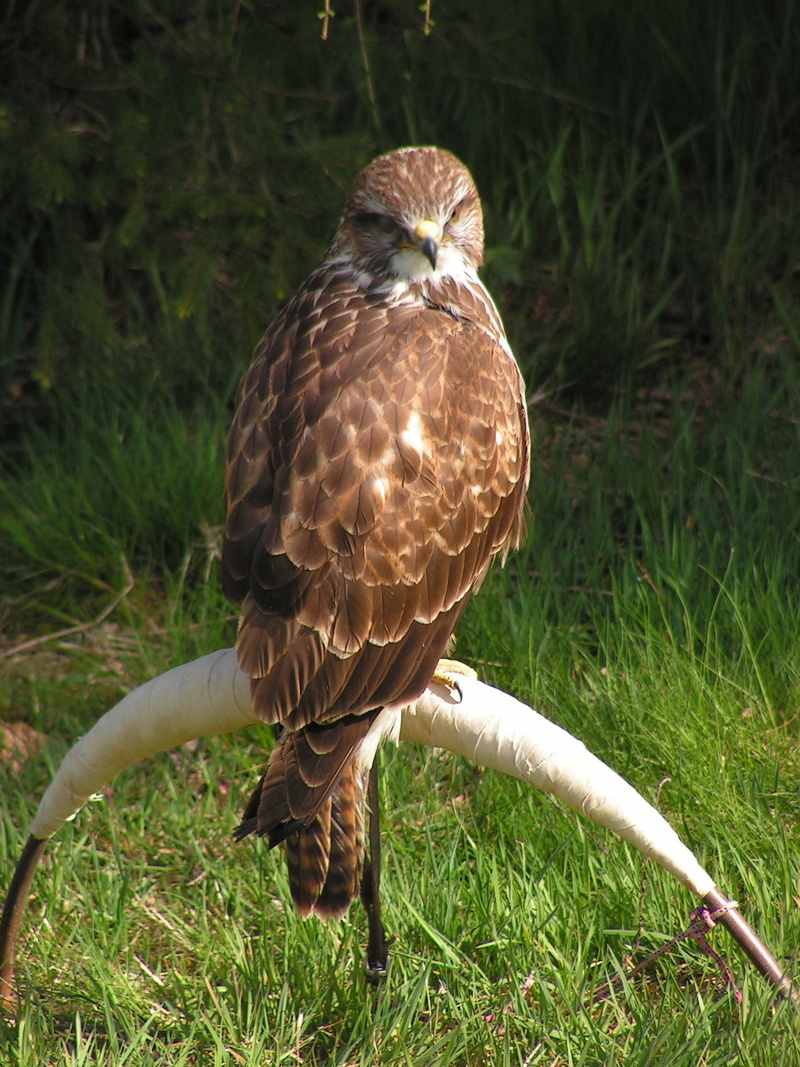 day, nature, close-up, plant, animals In The Wild, sitting, eagle, carnivore, falcon - bird, focus on foreground, field, hawk - Bird, animals Hunting, beak