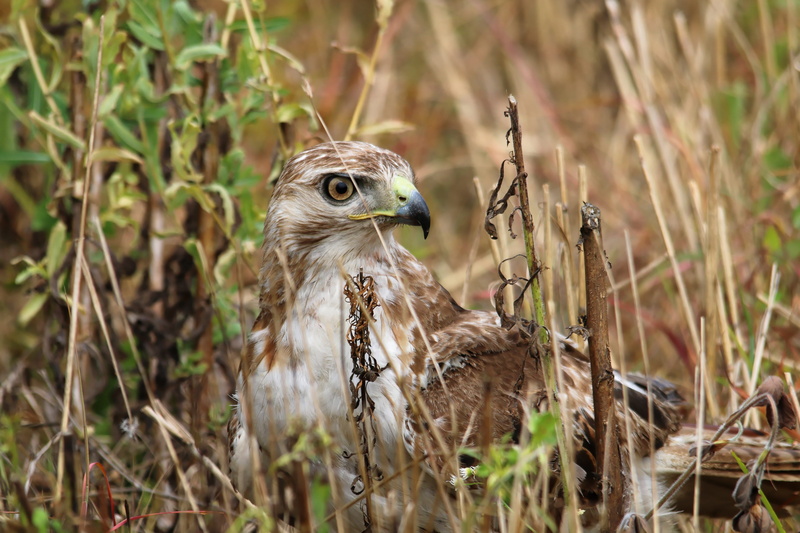 mouse, head, nature, animals in the wild, outdoors, close, chickenhawk, profile view, no people, vertebrate, predator, catching, animal wildlife, eye, 5K