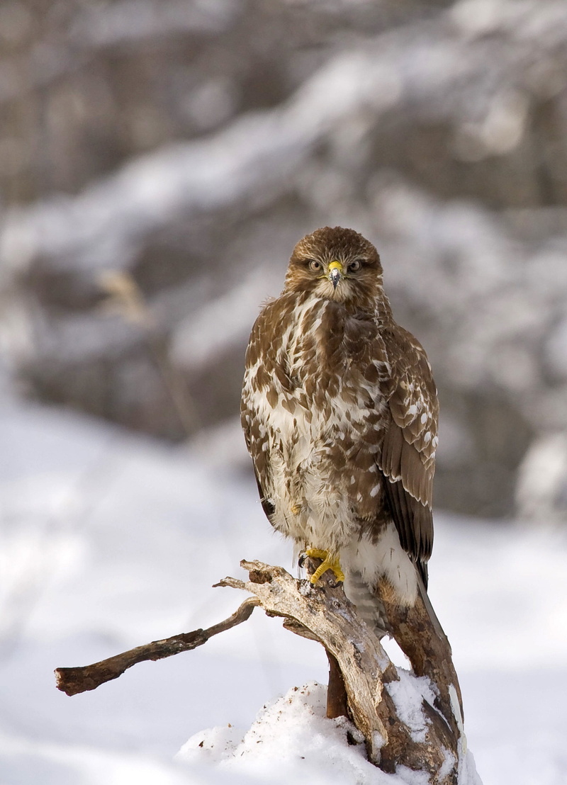 photo, animal, eagle, perching, gray, winter, shallow, outdoors, focus on foreground, full length, nature, eagle - bird, predator, bird of prey, cold temperature