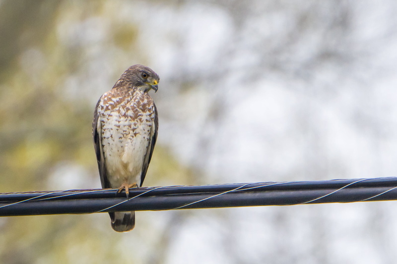 carnivore, wildlife, animals Hunting, Chordata, Broad-winged Hawk, feather, animal, nature, bird, Accipitridae, animals In The Wild, brown, Oxford  Ohio