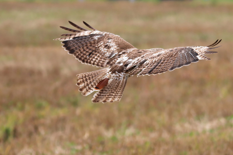 Raptor, close, wild, carnivore, dom, animals Hunting, 2K, vertebrate, hawk - Bird, mid-air, hunter, falcon - bird, side view, Red-Tailed Hawk, focus on foreground