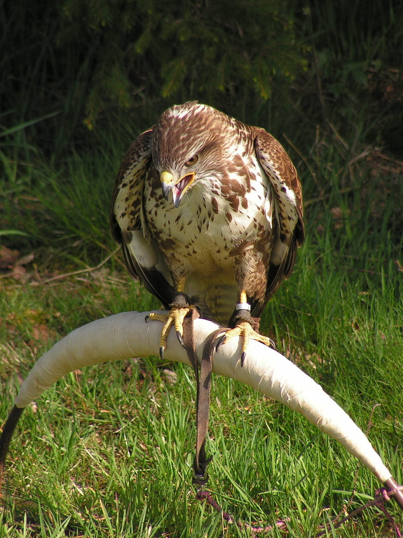 bird, one animal, 1080P, Buzzard, nature, animals in the wild, perching, close-up, land, Buteo Buteo, day, animal wildlife, outdoors, focus on foreground