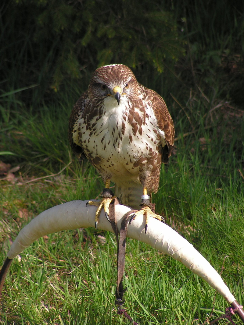 Buzzard, grass, nature, animal wildlife, animals in the wild, vertebrate, 1080P, green color, field, breeding raptors, no people, perching, bird, one animal