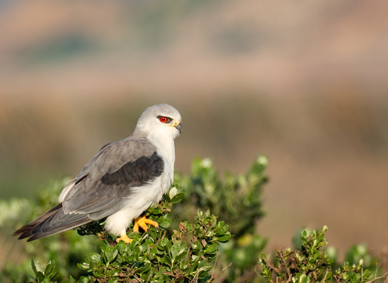 feather, 2K, black-shouldered kite, kite, eagle, vertebrate, plant, one animal, hunter, wildlife, no people, raptor, perching, selective focus, bird of prey
