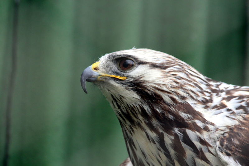 animal eye, the rough-legged buzzard, falcon - bird, bird, outdoors, beak, eye, animal head, animal wildlife, profile view, hawk - bird, animal, one animal