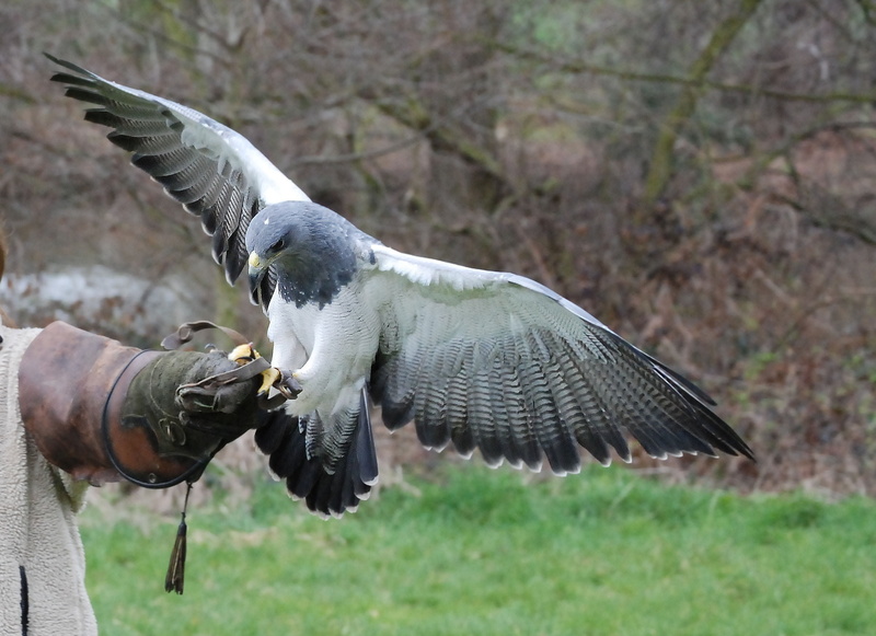 2K, one animal, spizaetus melanoleucus, eagle-buzzard, vertebrate, chilean blue eagl, bird, white, black-and-white hawk-eagle, animals in the wild, human body part