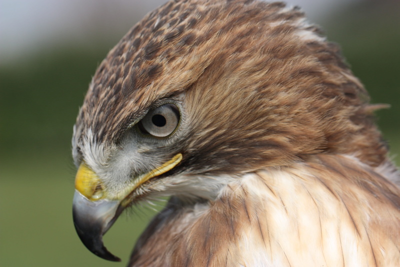 raptor, falco, focus on foreground, animals in the wild, animal eye, one animal, brown, falconry, feather, close-up, raptors, animal, codarossa, 4K, beak