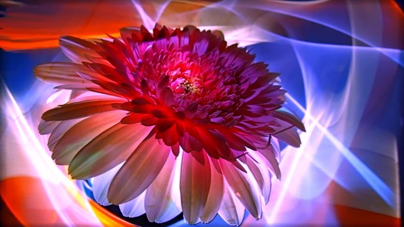 loving, romantic, love, tuesday, caring, beauty, 3d and abstract, abstract, daisies, 1080P, colorful, flower
