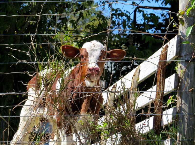 animal, farm, calf, named, fence, nature, 4K, tuesday
