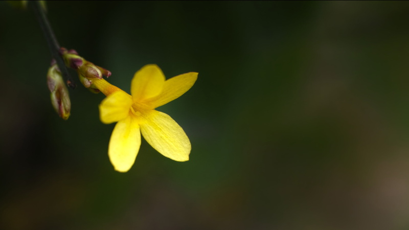 petaled, beauty in nature, flowering plant, fragility, flowers to welcome spring, macro, yellow flowers, selective, youngchun tuesday, photo, focus on foreground