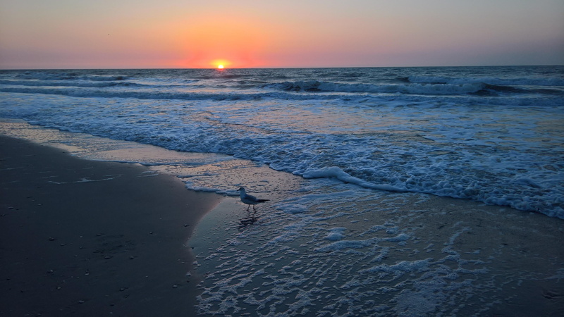 shore, sea, tranquility, sunrise, sun, motion, wave, beach, scenics - nature, idyllic, sky, seagull, tranquil scene, horizon, sunset, beauty in nature
