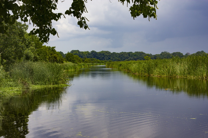 outdoors, green color, plant, 5K, reflection, plantation, idyllic, water, charleston south carolina, tranquility, growth, scenics - nature, cloud - sky