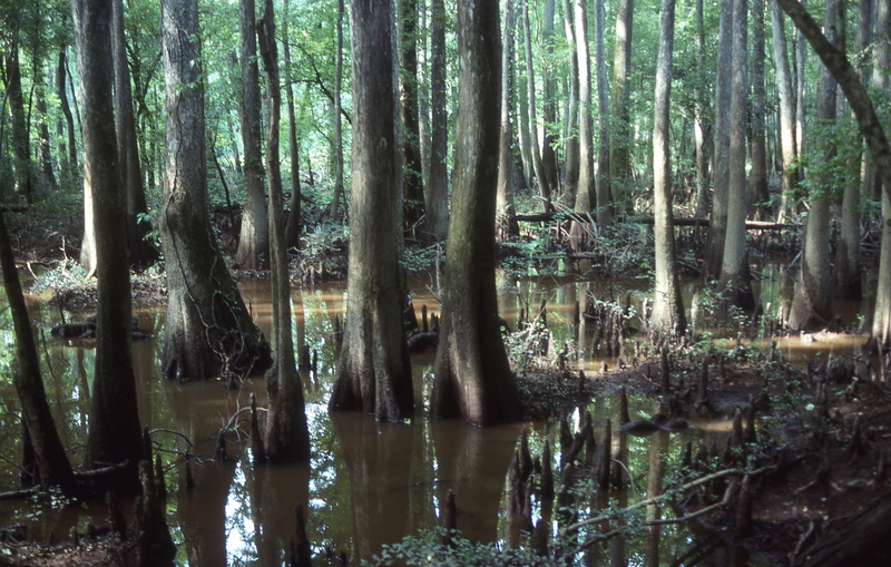 woodland, tranquil scene, water, beauty in nature, south carolina, scenics - nature, non-urban scene, forest, 4K, plant, congaree national park, no people