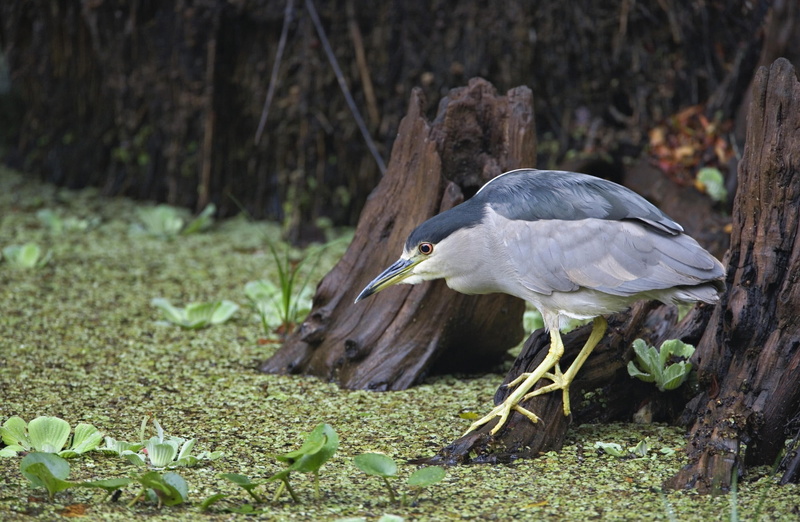 Sanctuary, Fishing, grey, Black, 1080P, nature, plant, Animals, one animal, Night, animals in the wild, no people, day, land, Birds, bird, beak, Florida