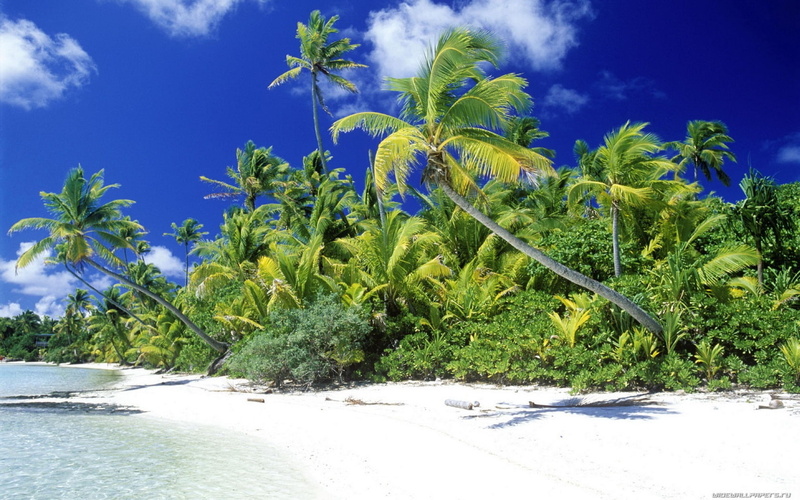 Sea, Beach, 720P, Palm, sunny, day, tropical