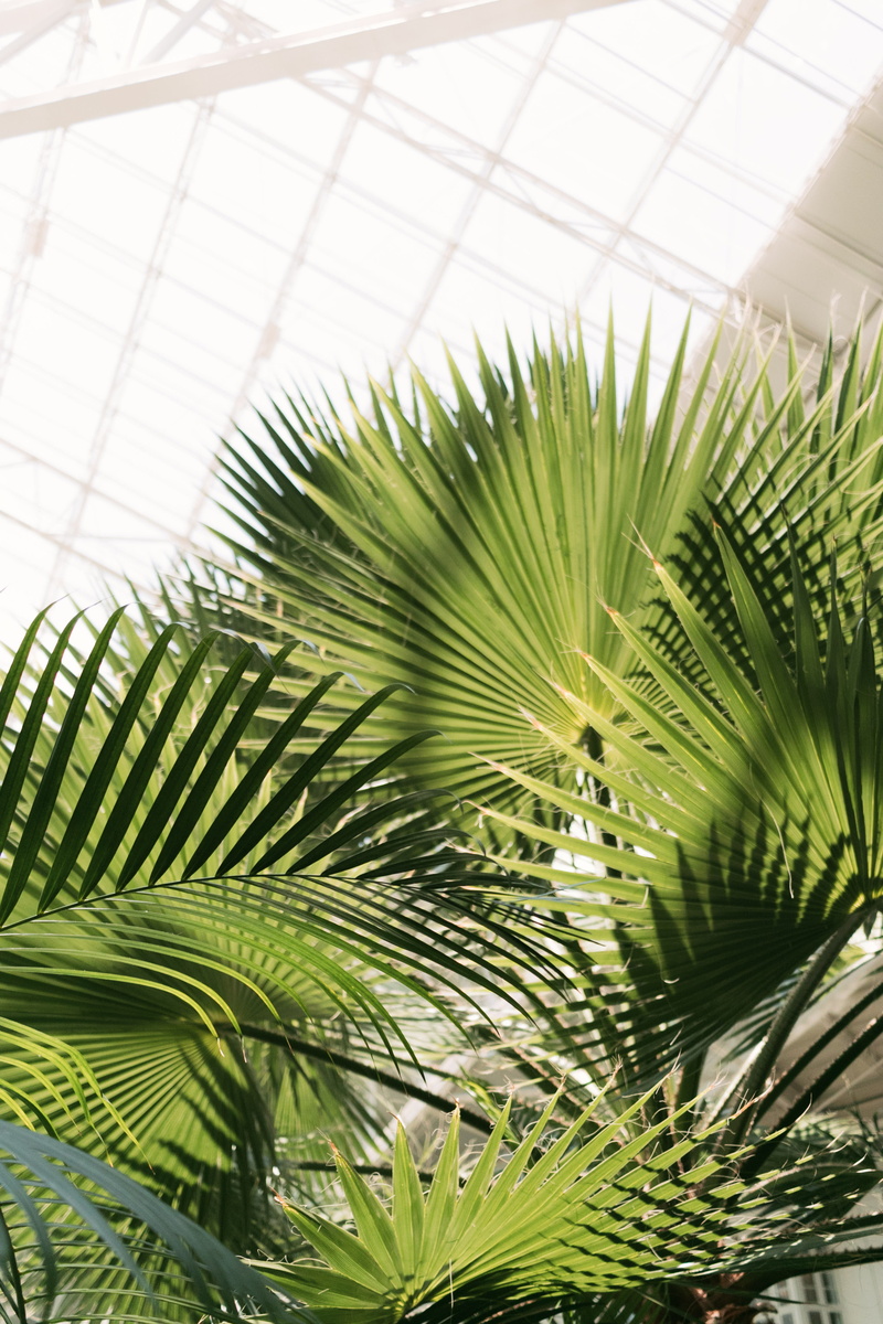 sunlight, leaf, tropical climate, patterm, green color, day, greenhouse, botany, focus on foreground, united states, 4K, nashville, palm leaf, gaylord opryland resort and spa