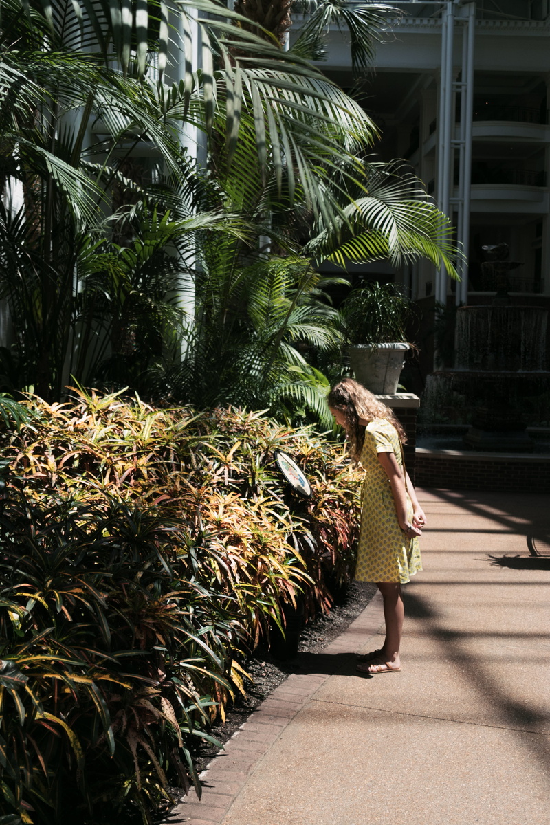 adult, nature, united states, evening dress, tropical climate, human, fashion, plants, palm tree, apparel, yellow, standing, day, gaylord opryland resort and spa