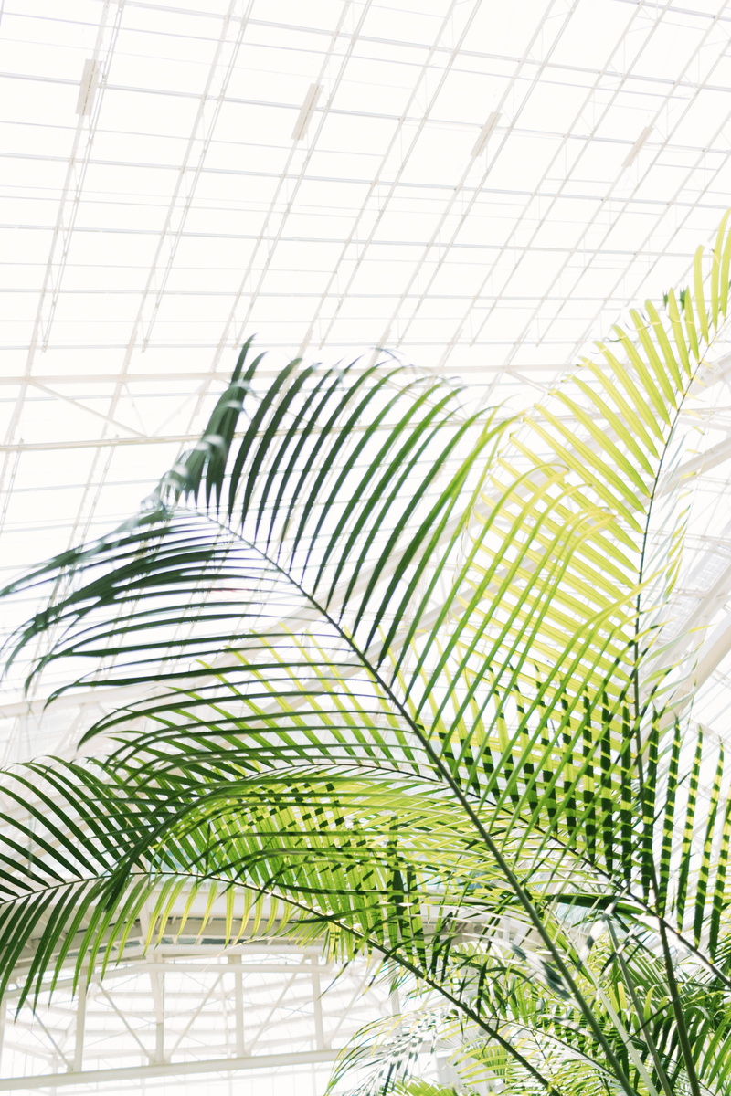 pattern, plant, gaylord opryland resort and spa, majesty palm, united states, ceiling, nature, palm, indoors, leaves, nashville, 4K, tree, green, beauty in nature