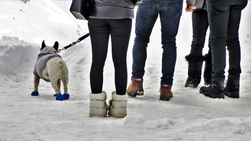 young, white, competition, 5K, mammal, tourism, cold temperature, zermatt, shoes, friends, side, nature, ice, biel, one animal, canine, seasons of the year