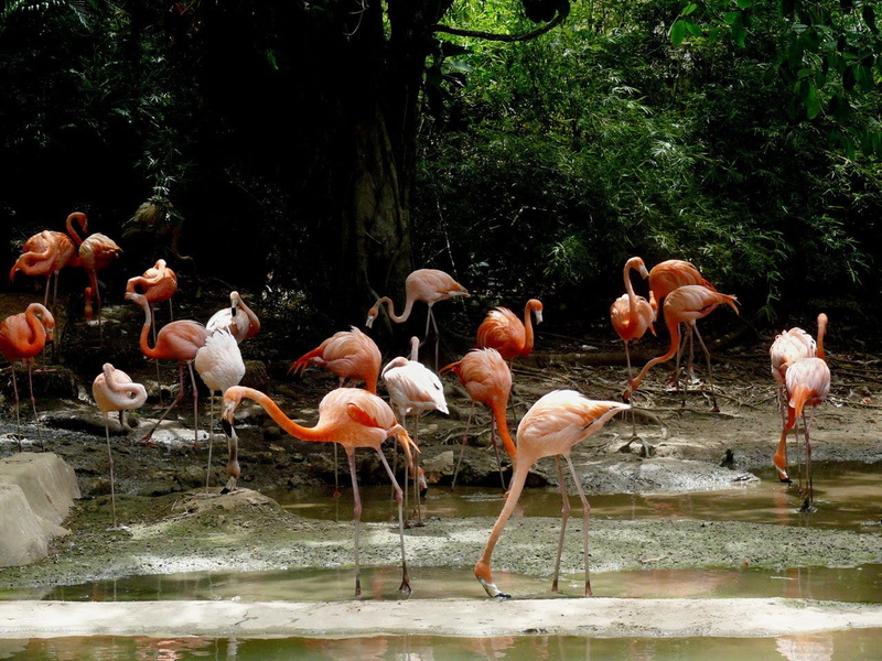 animal, large group of animals, animals in the wild, 720P, exotic, animal themes, water, flamingo, animal wildlife, summer, no people, country, republic
