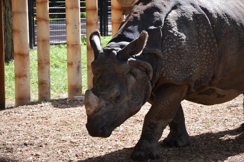 rhino, day, outdoors, sunlight, savannah, zoological gardens, madrid, animals, mammal, animals in the wild, 5K, one animal, spotted, animal head, fauna