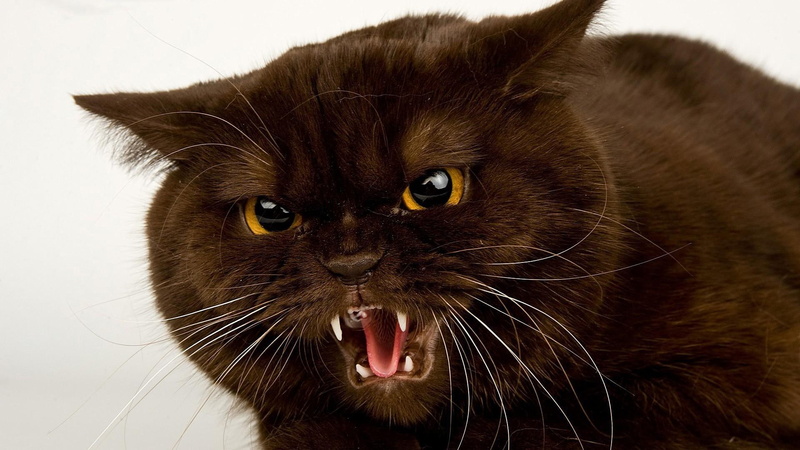 angry, feline, yellow eyes, animals, cat, 1080P, vocal