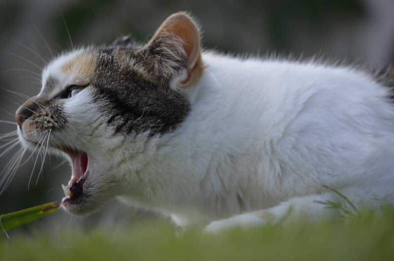 vocal about it, photography, hilde, animal head, focus, whisker, mammal, cute, animal body part, feline, shallow, one animal, relaxation, animal themes