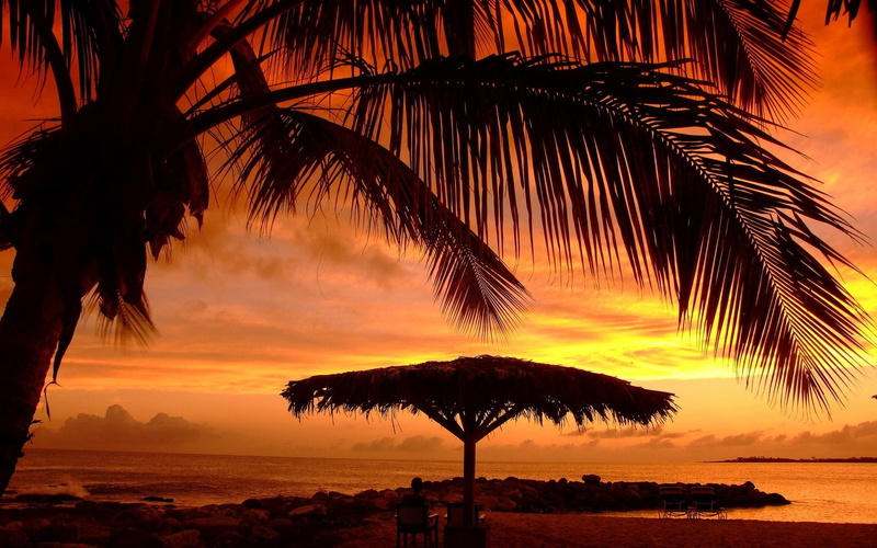 orange color, water, sea, outdoors, tree, horizon over water, cloud - sky, coconut palm tree, sky, 720P, beach, beauty in nature, palm leaf, landscape