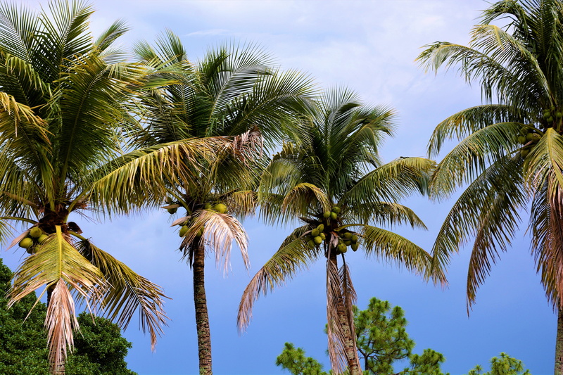 beach, beauty, trunk, 5K, trees, palm leaf, peaceful, tranquility, exotic, tropical climate, outdoors, plant, palm tree, coconuts, tree trunk, leaves