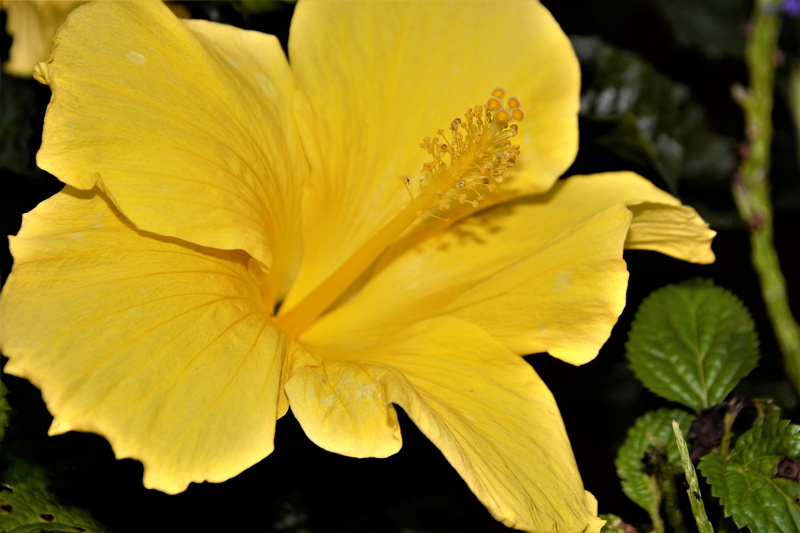 beach, growth, beauty in nature, ovary, no people, pollen, petal, flora, petals, nature, pistil, spring, bright, flower head, filament, vulnerability, yellow
