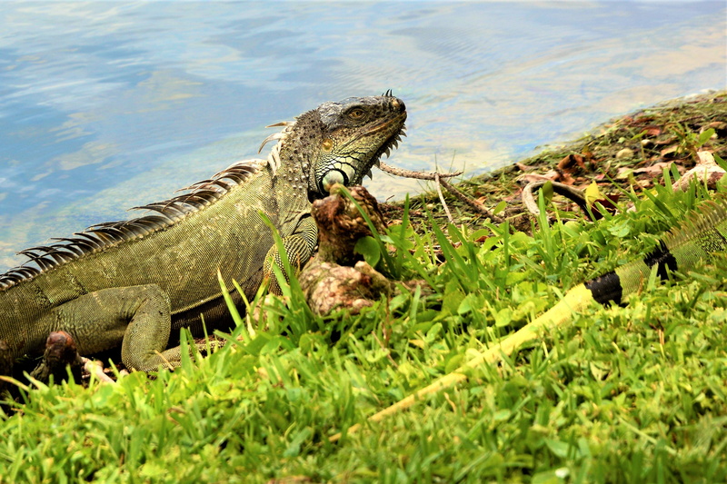 iridescent, plant, florida, spurs, reptile, shoreline, vertebrate, outdoors, water, one animal, bumpy, grass, animal wildlife, creature, animals in the wild