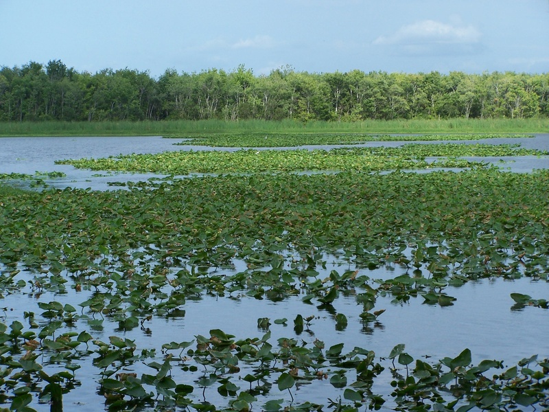 landscape, waterfront, tranquil scene, florida, water, 2K, lotus water lily, river, day, floating on water, tranquility, green color, floating, lake, water lily