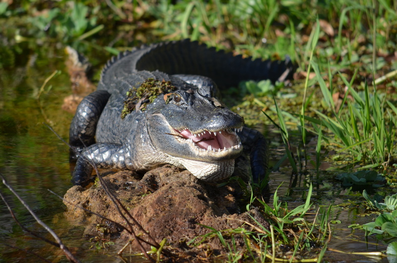 outdoors, gators, alligator, animal Teeth, nature, underwater, day, danger, vertebrate, animal themes, animal wildlife, water, aggression, reptile, deltona