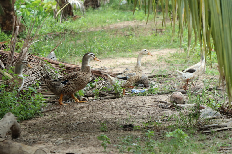 field, row, goose, camping, 3, water bird, lake, young bird, no people, water, lead, poultry, 5K, three, animal family, gosling, environment, bird, garden