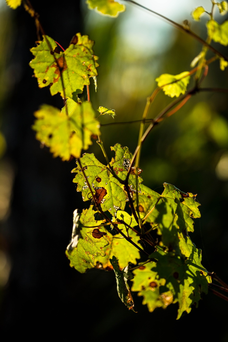plant part, outdoors, florida, plant, healthy eating, macro, green color, sunlight, fruit, green, golden hour, close-up, boca raton, 4K, food, day, leaf